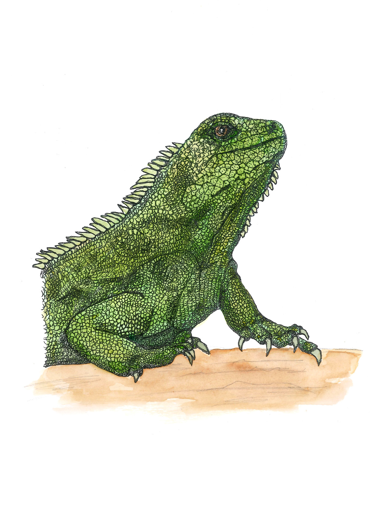 Iguana